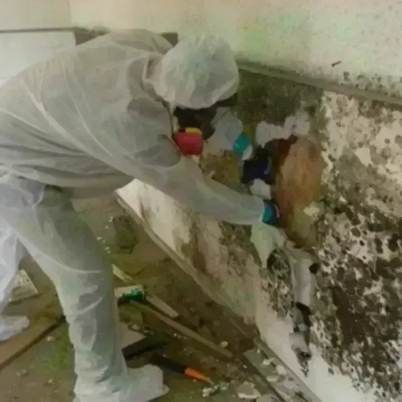 Mold Remediation and Removal in Fulton County, AR